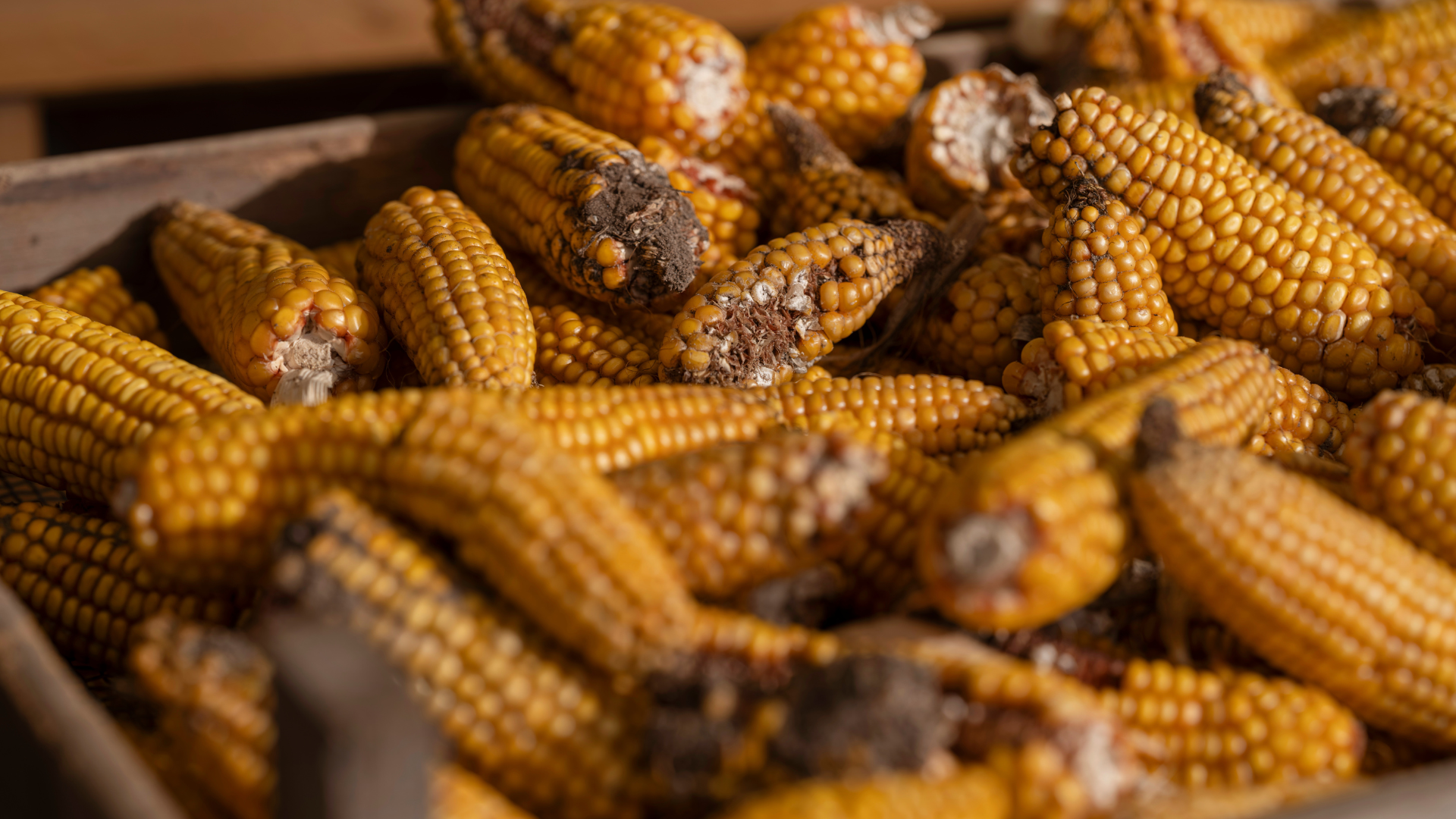 Rising Temperatures and Rising Mycotoxins: How Climate Change Is Impacting Food Safety